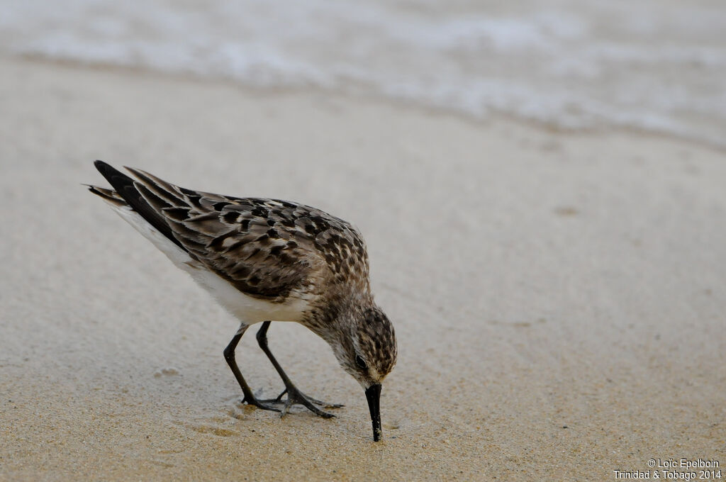 Semipalmated Sandpiper