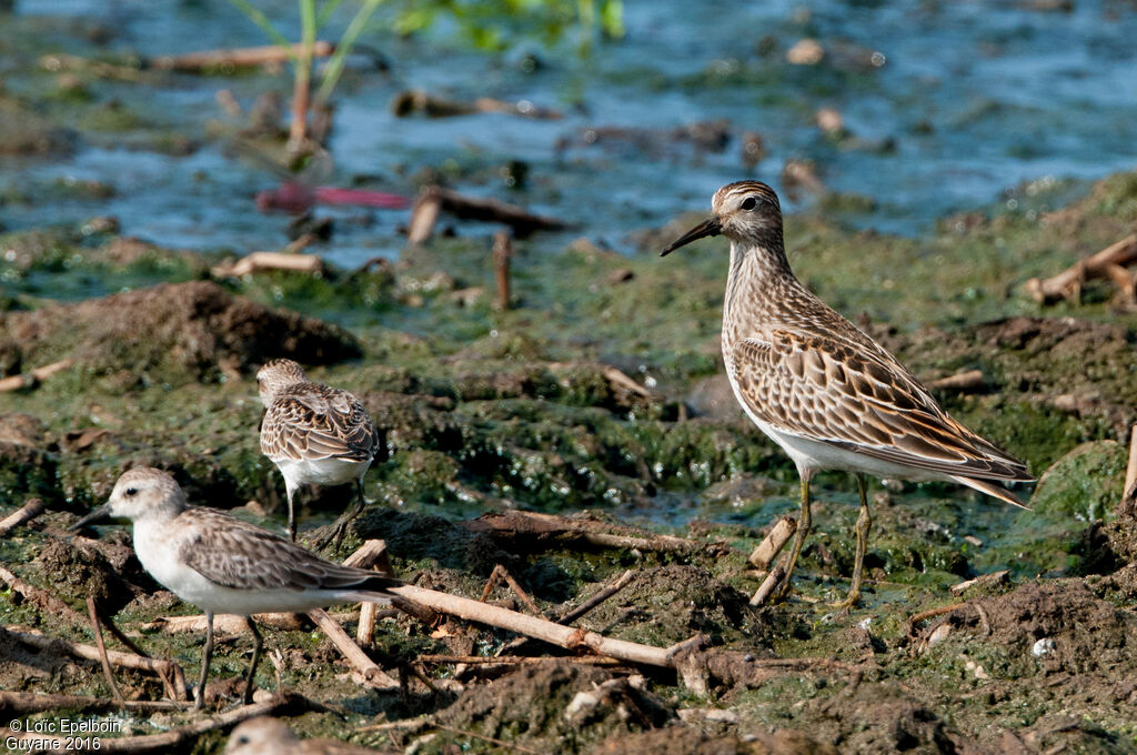 Pectoral Sandpiper
