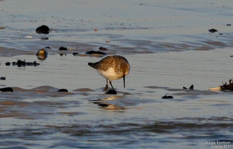 Bécasseau variable