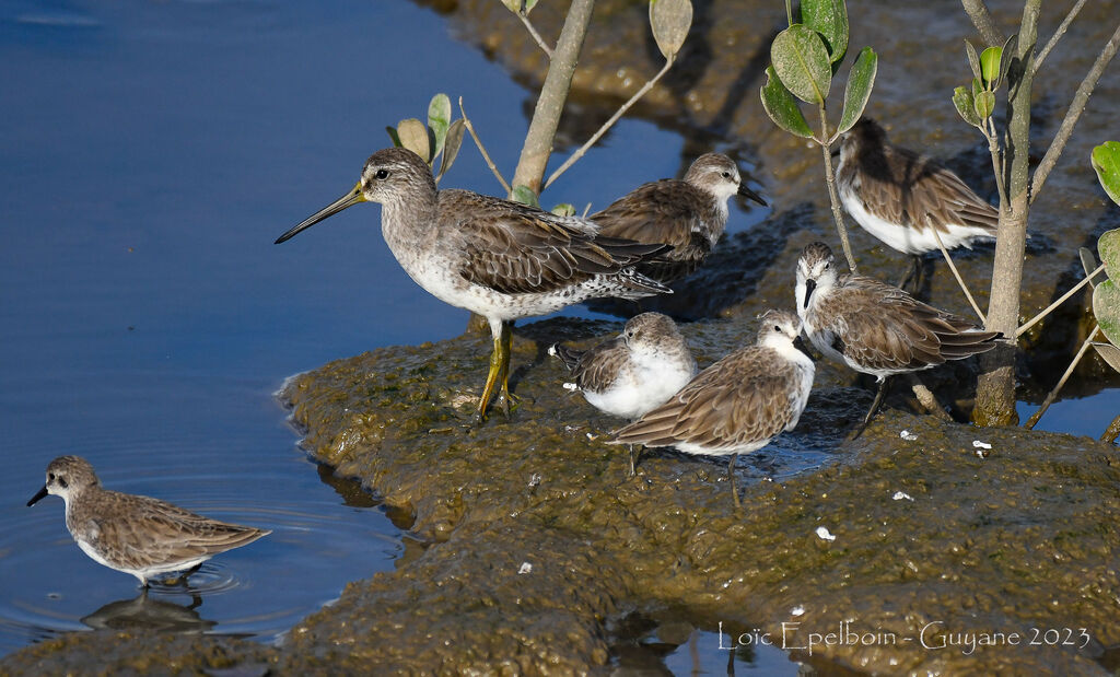Short-billed Dowitcher