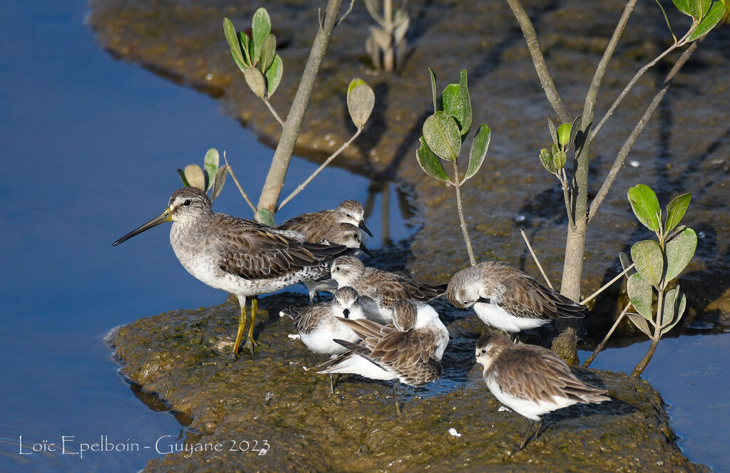 Short-billed Dowitcher
