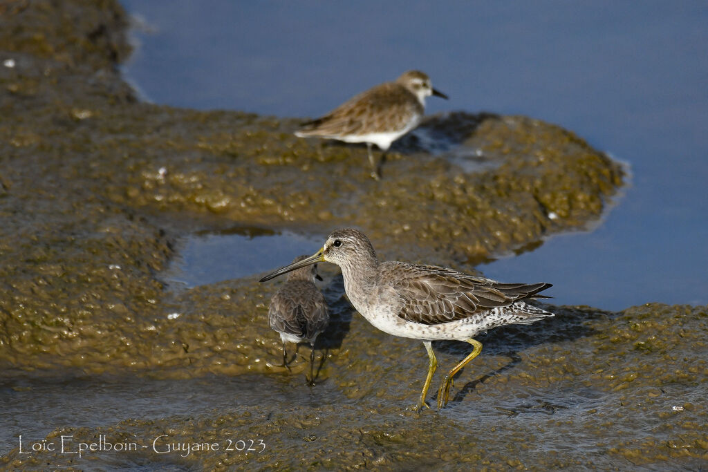 Short-billed Dowitcher