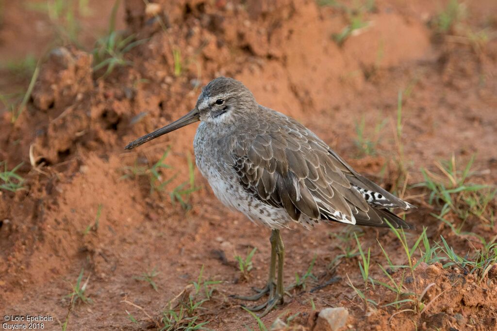 Short-billed Dowitcher