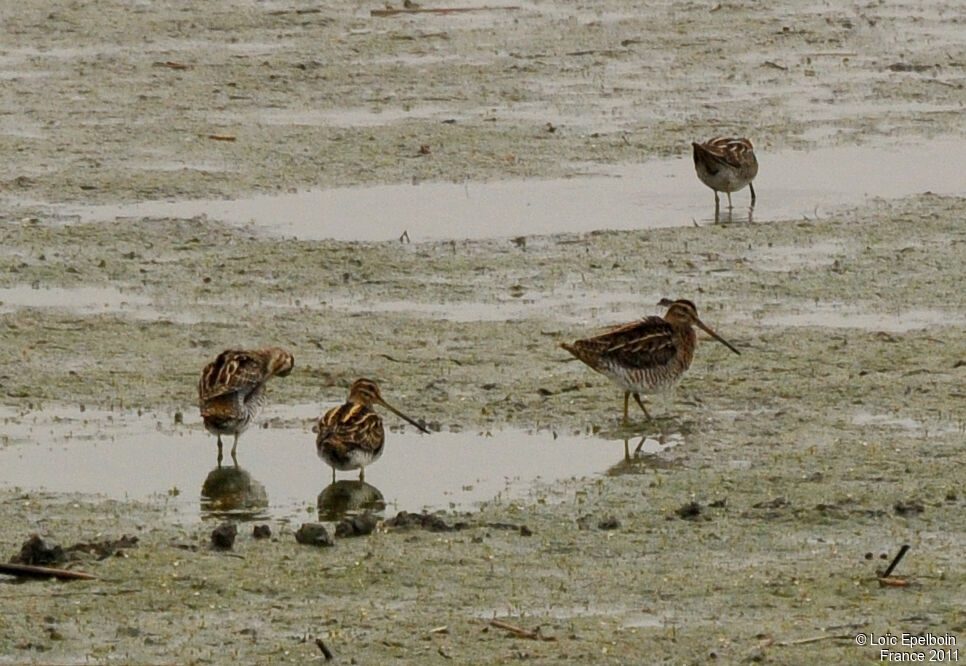 Common Snipe