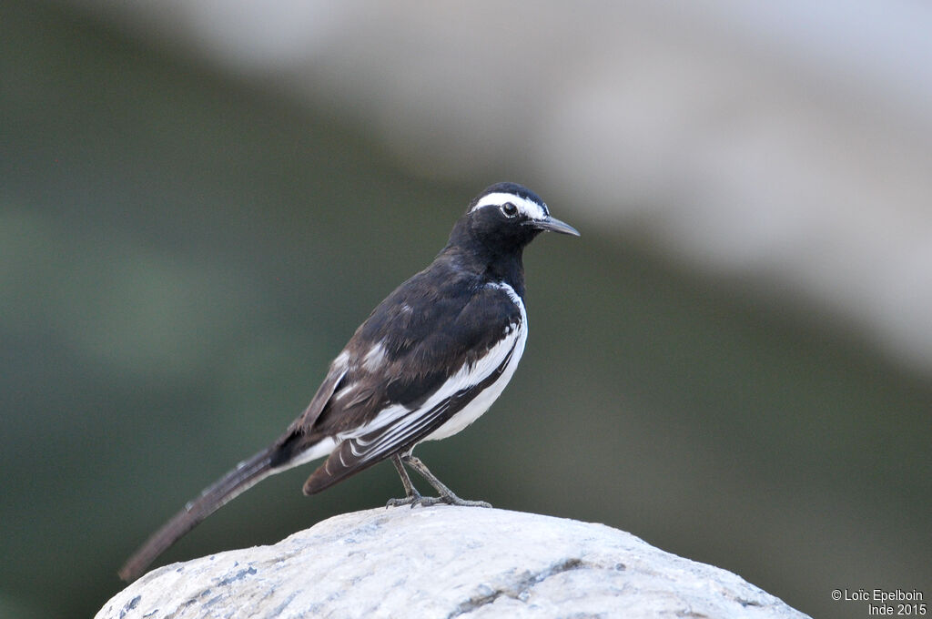 White-browed Wagtail