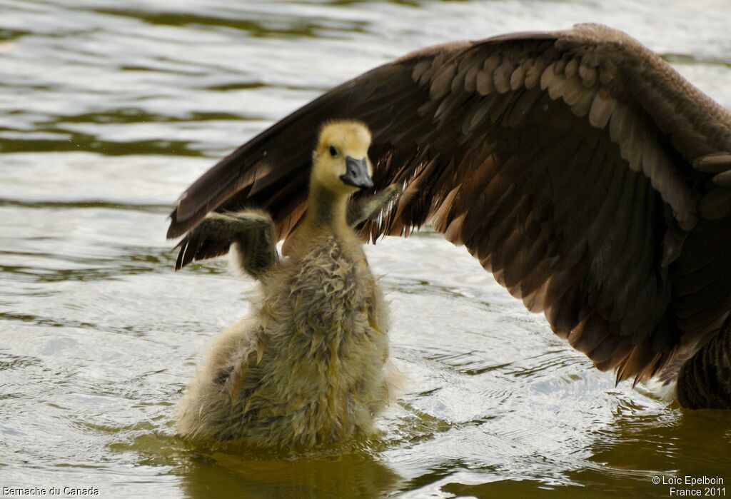 Canada Goose