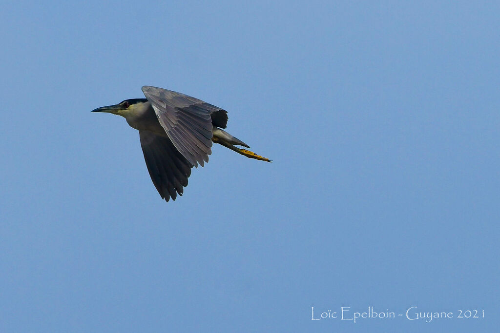 Black-crowned Night Heron