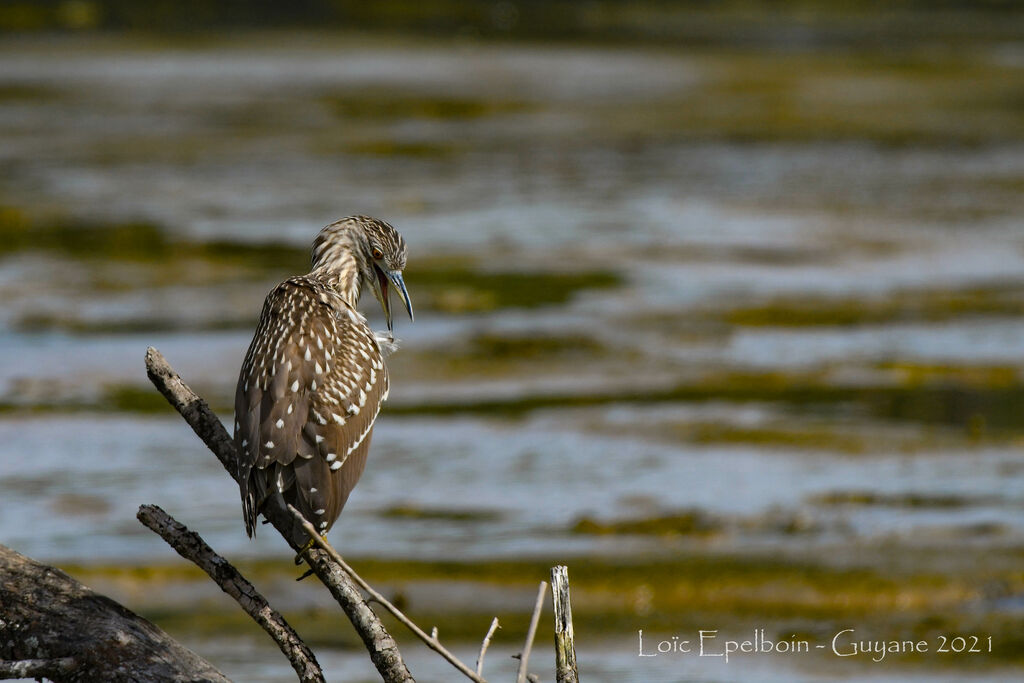 Black-crowned Night Heron