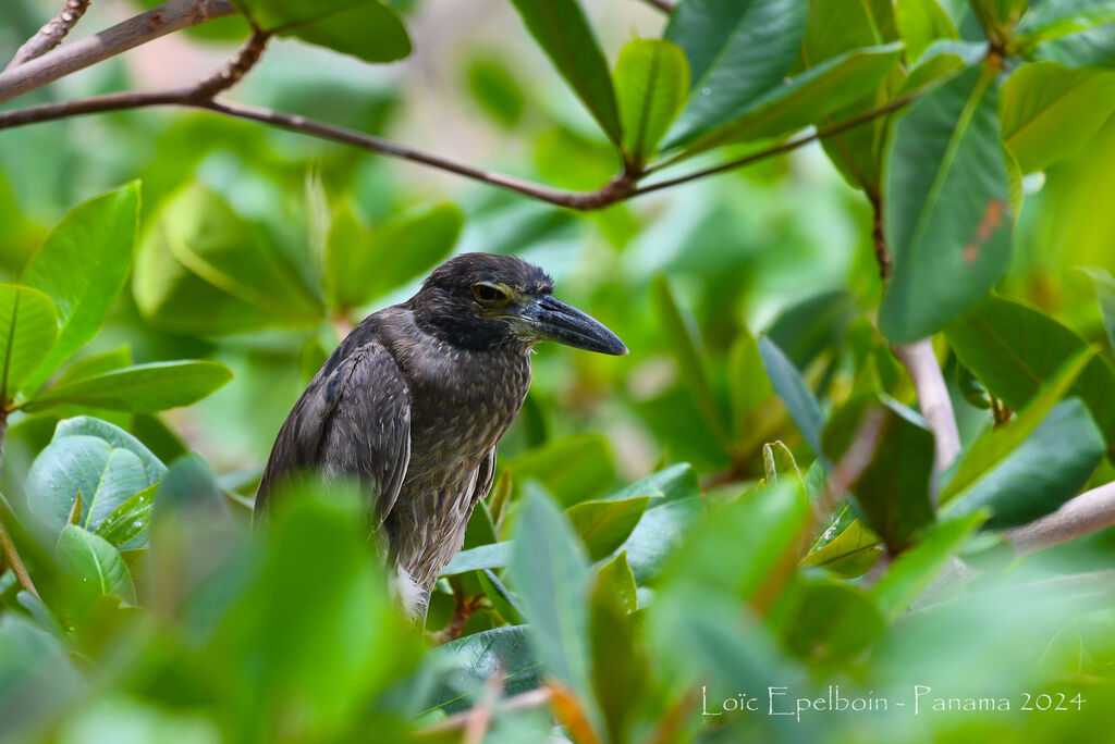 Yellow-crowned Night Heron