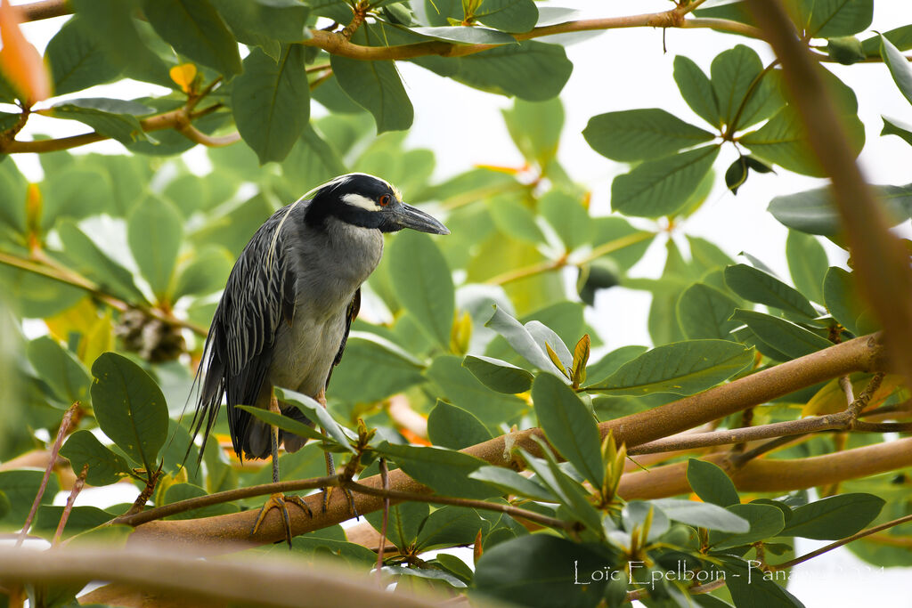 Yellow-crowned Night Heron
