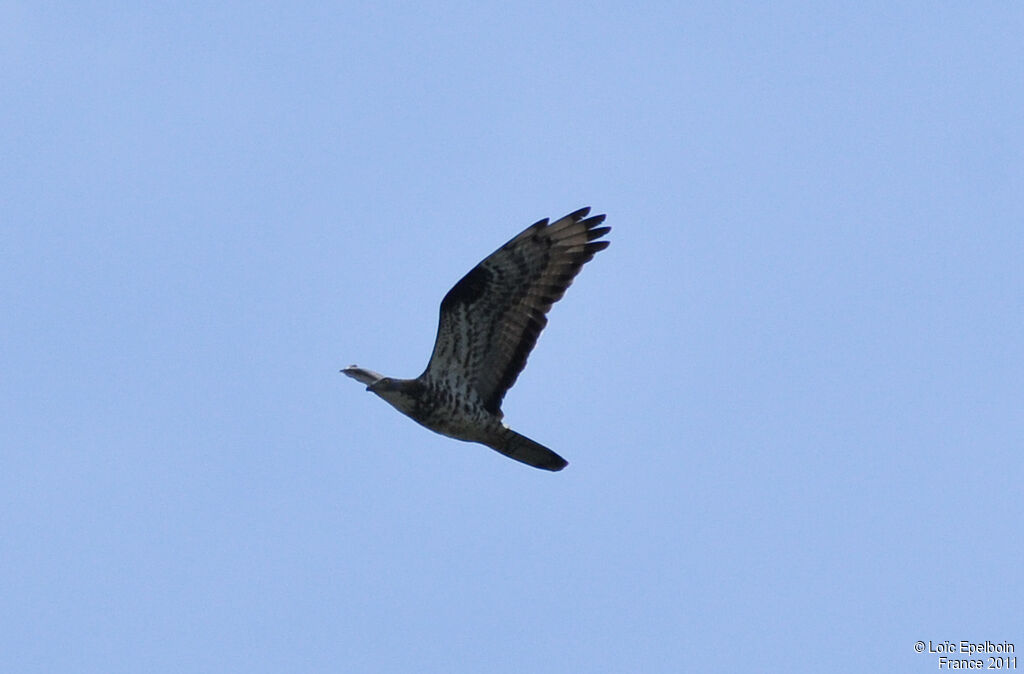 European Honey Buzzard