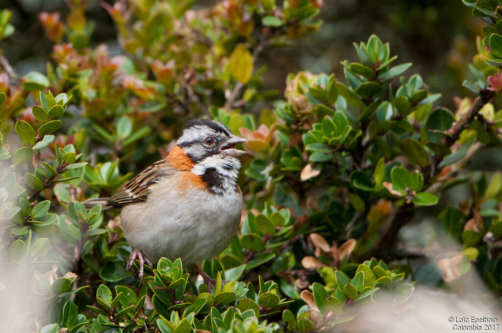 Rufous-collared Sparrow