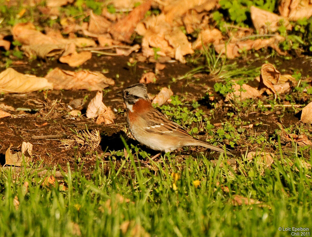 Rufous-collared Sparrow