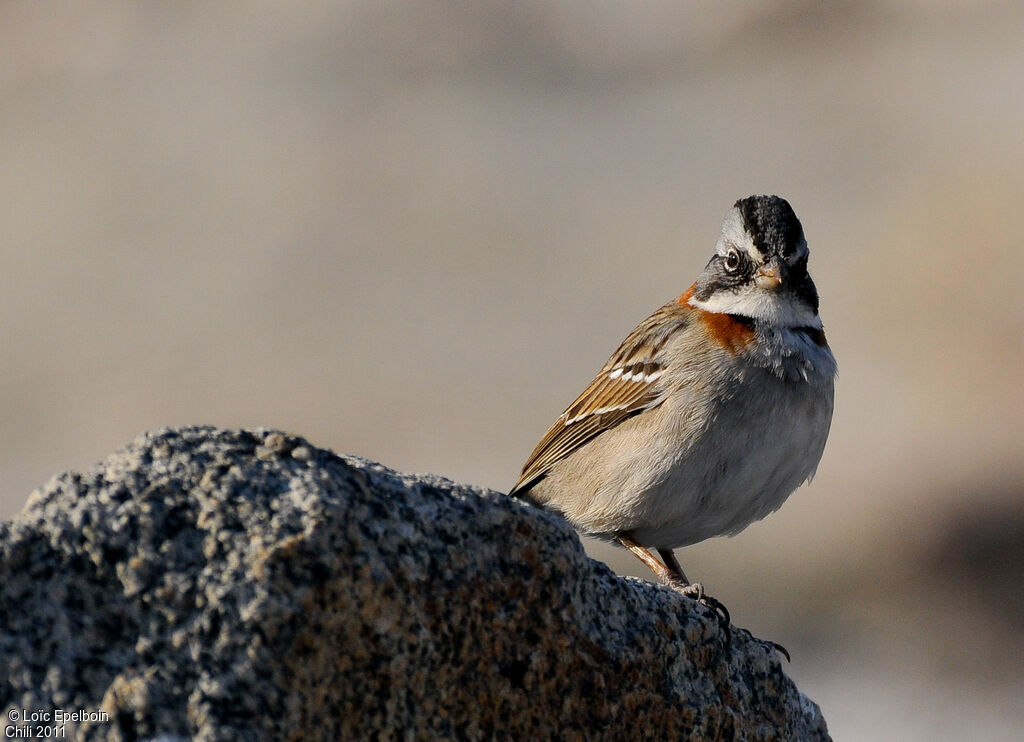 Rufous-collared Sparrow