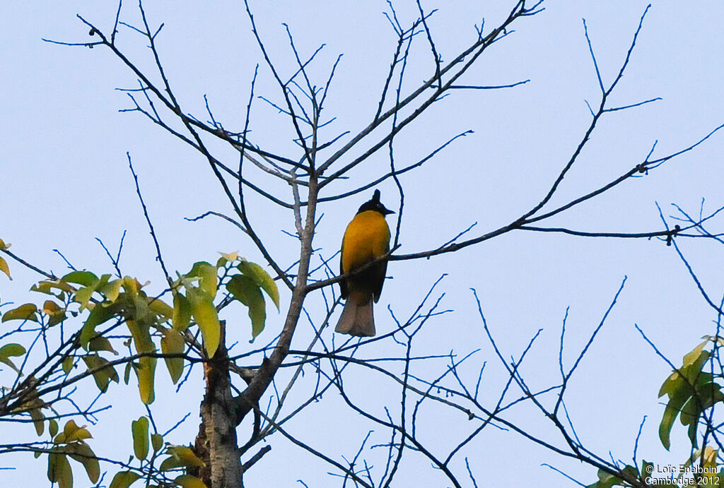 Bulbul à huppe noire