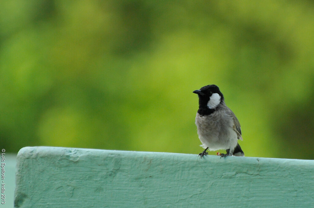 Bulbul à oreillons blancs