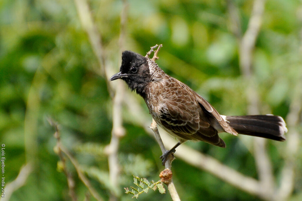Red-vented Bulbul