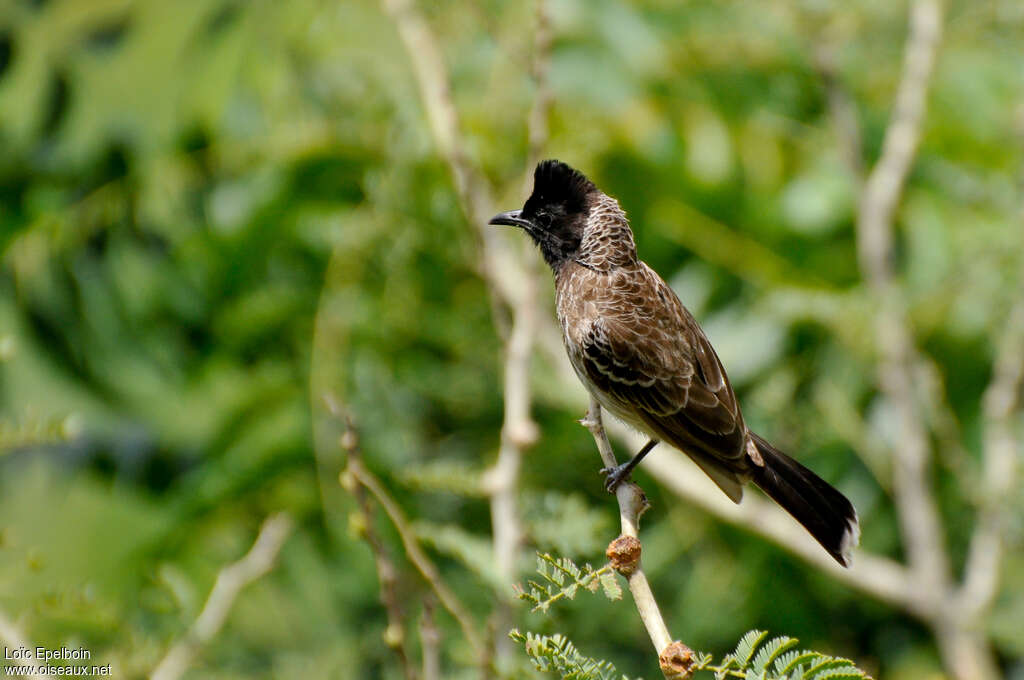 Red-vented Bulbuladult, identification