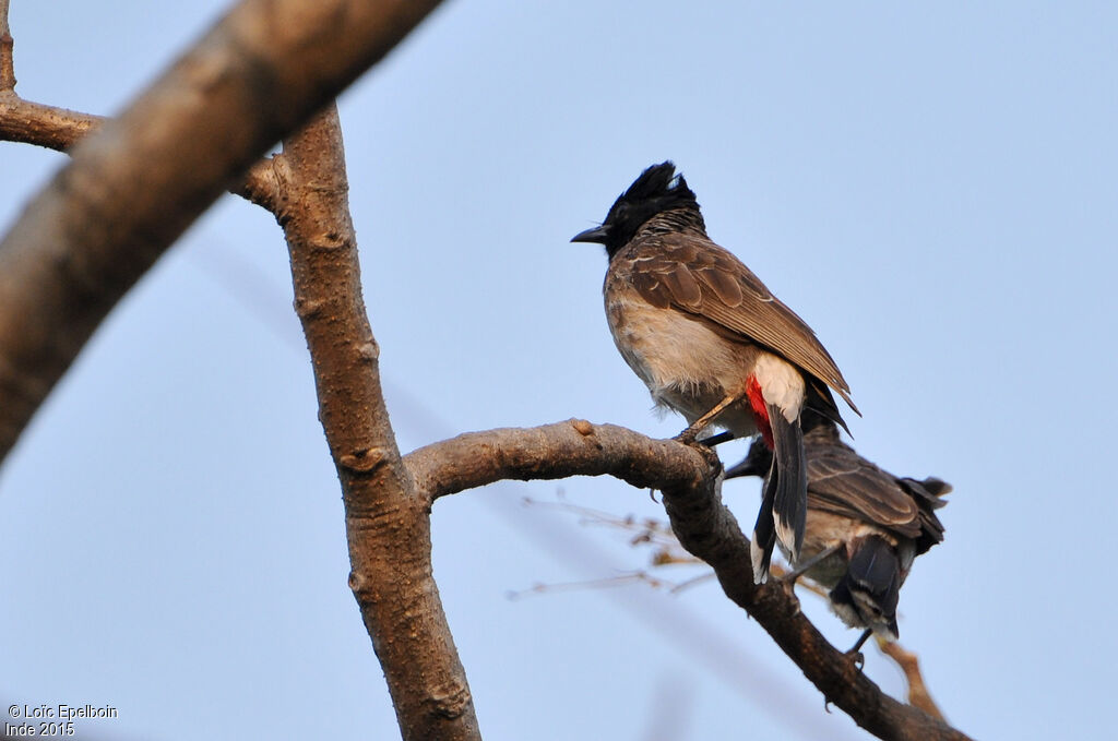 Red-vented Bulbul