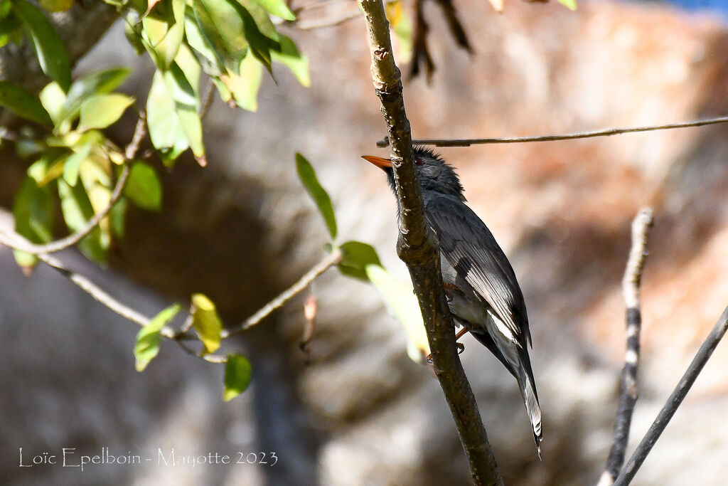 Malagasy Bulbul