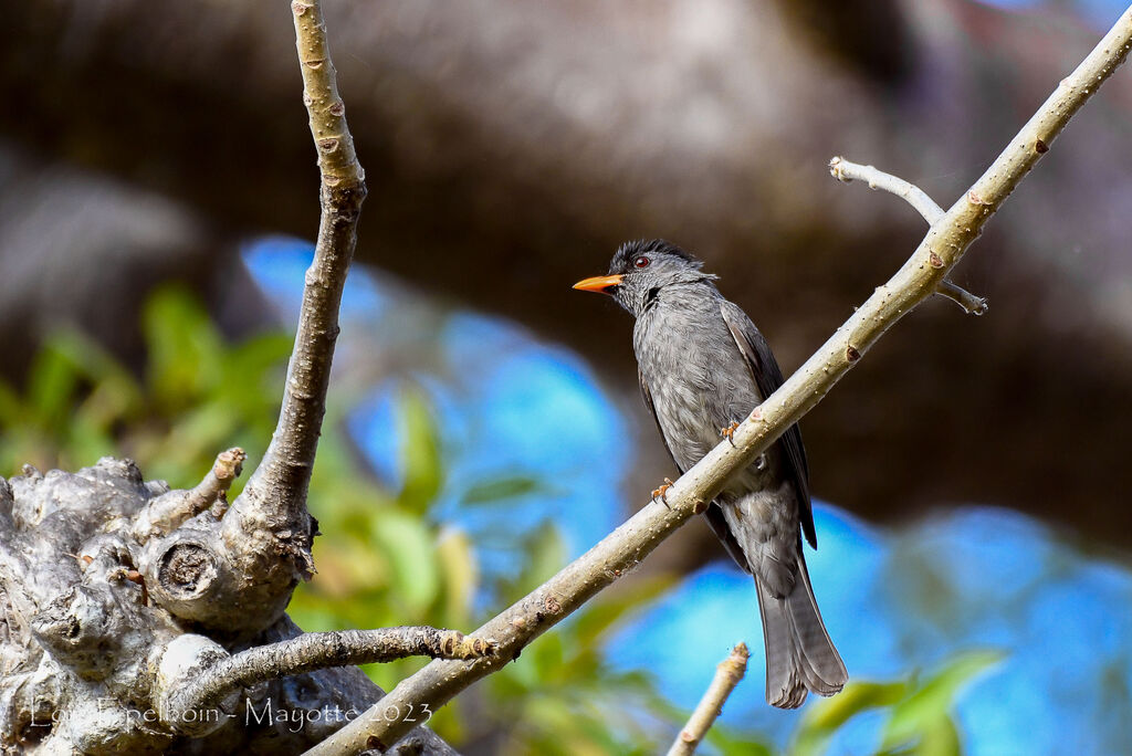 Malagasy Bulbul