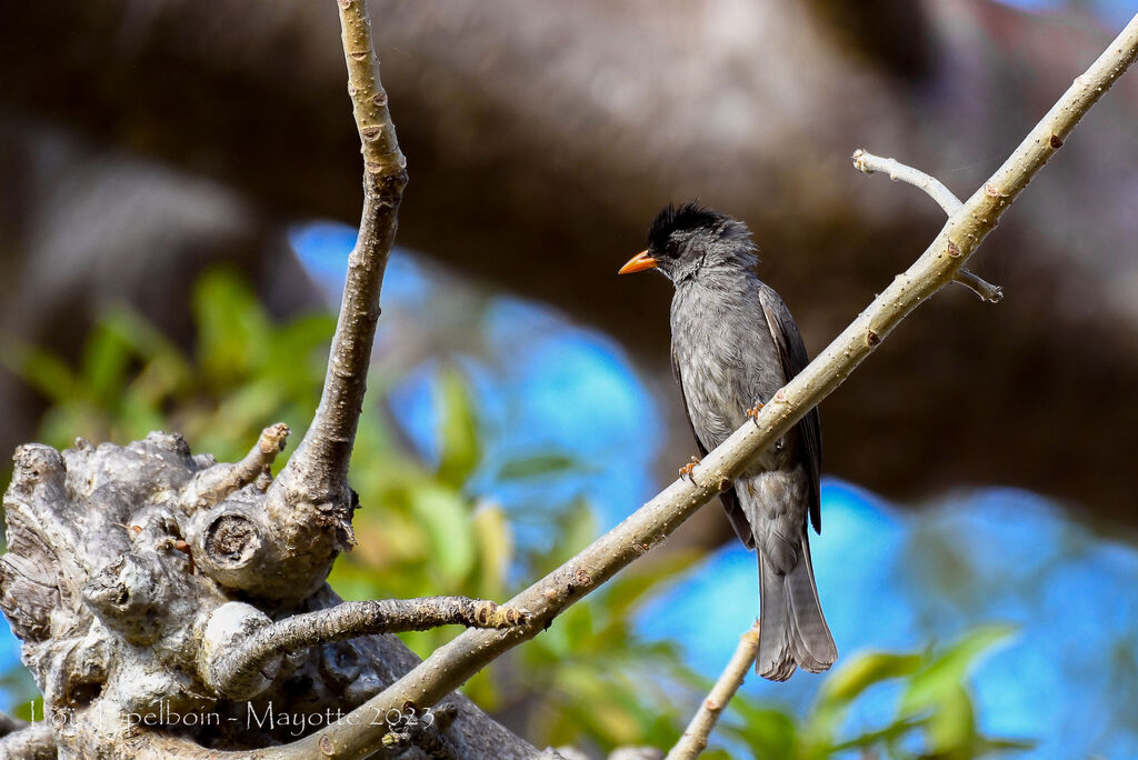 Malagasy Bulbul