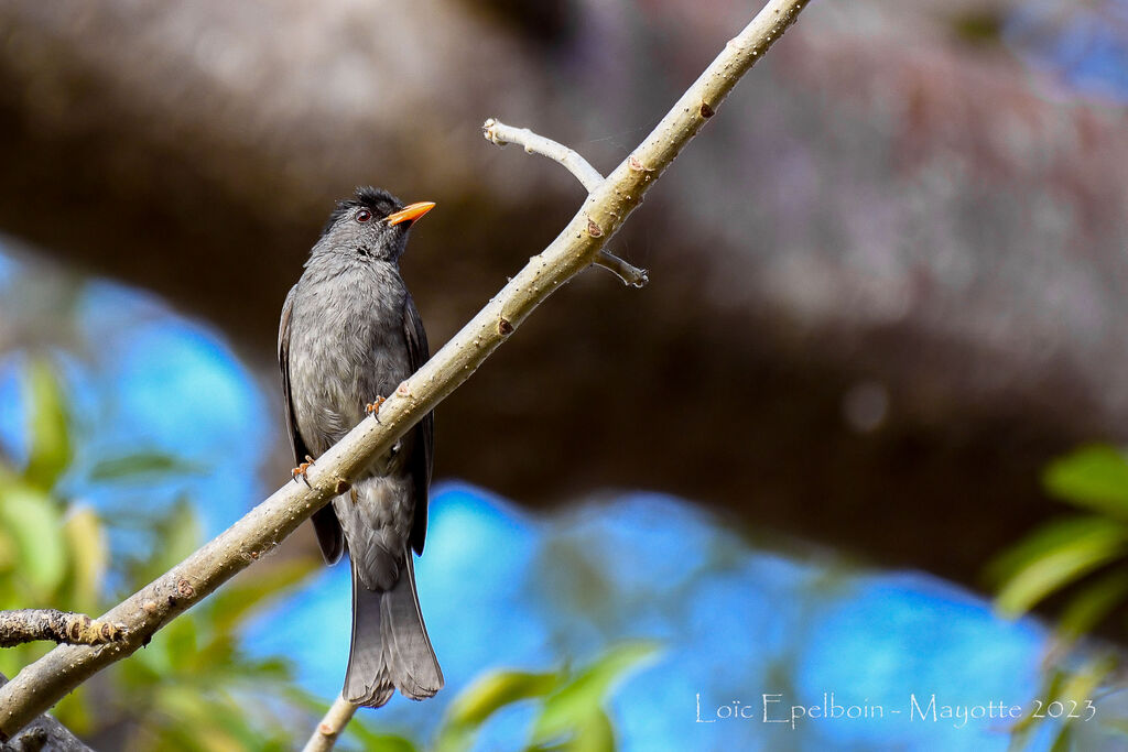 Malagasy Bulbul