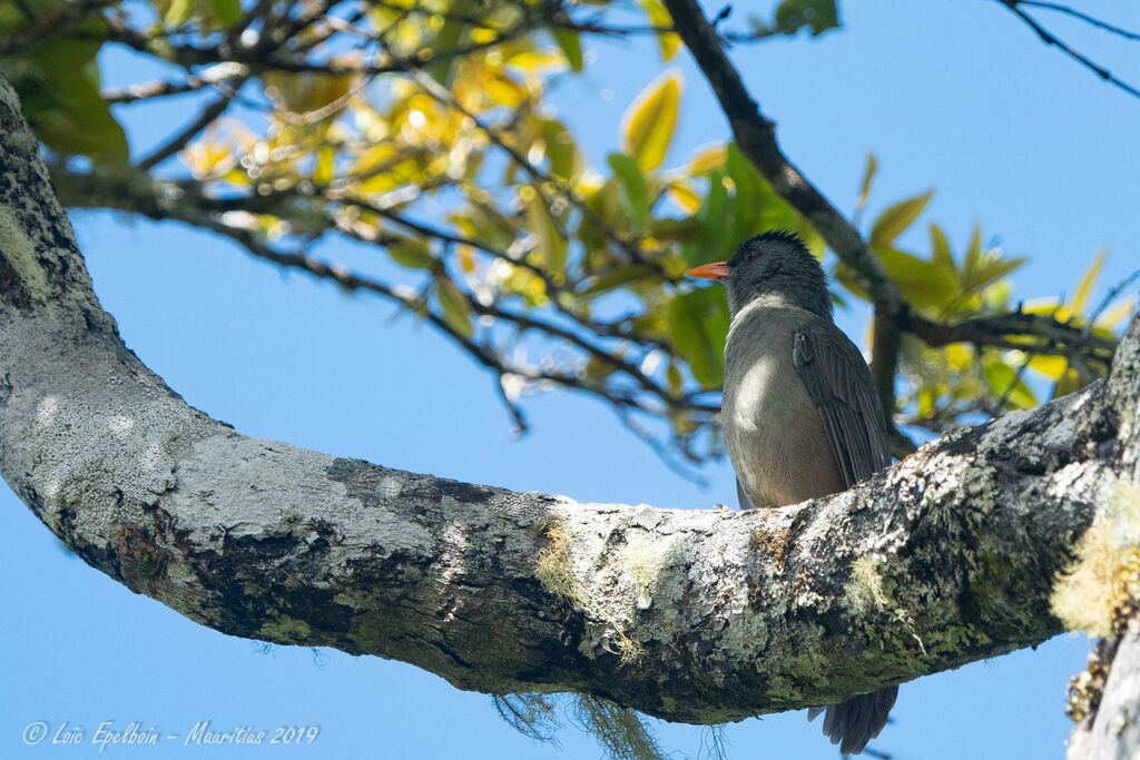 Mauritius Bulbul