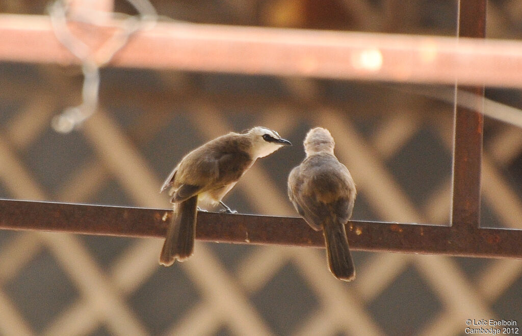 Bulbul goiavier