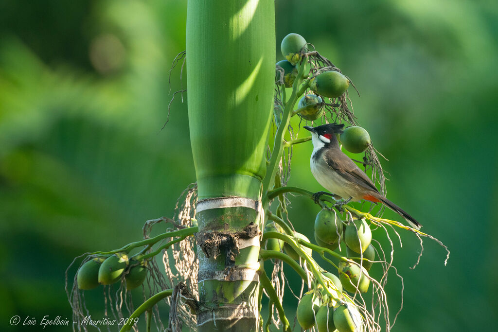 Red-whiskered Bulbul