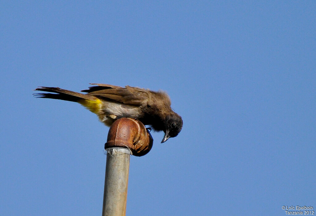 Dark-capped Bulbul
