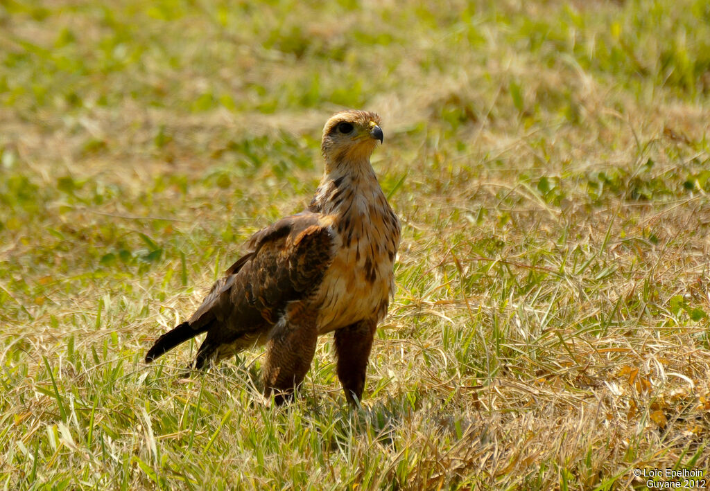 Savanna Hawk