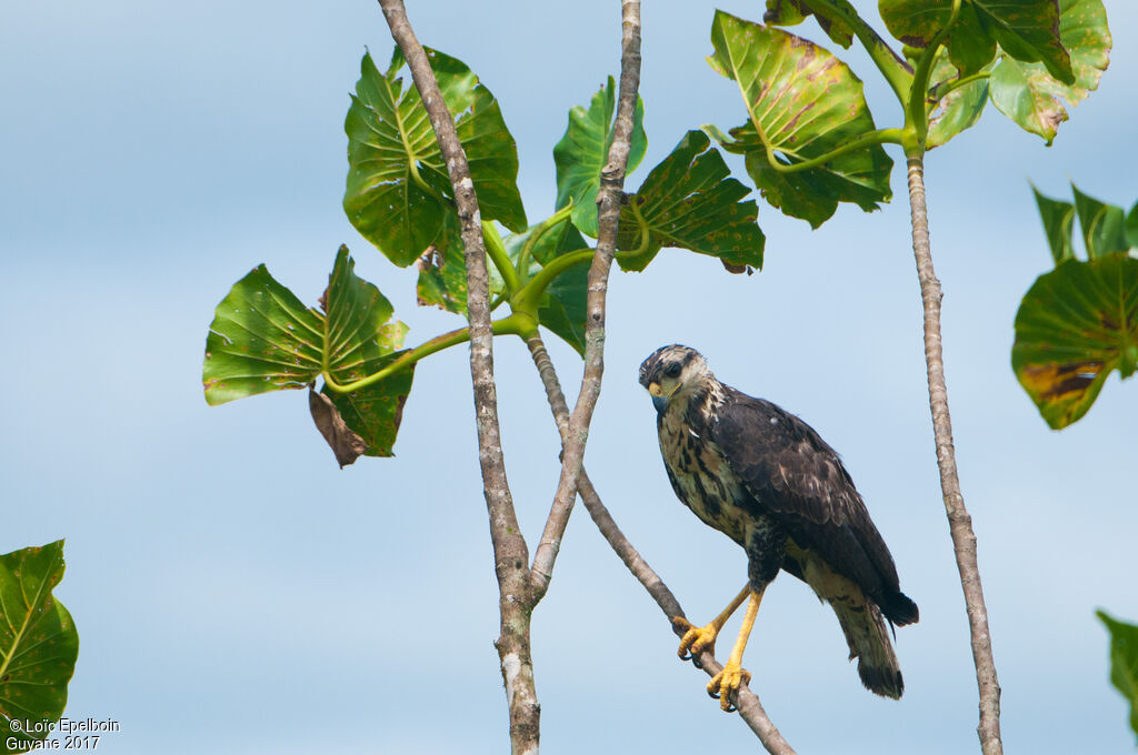 Great Black Hawk