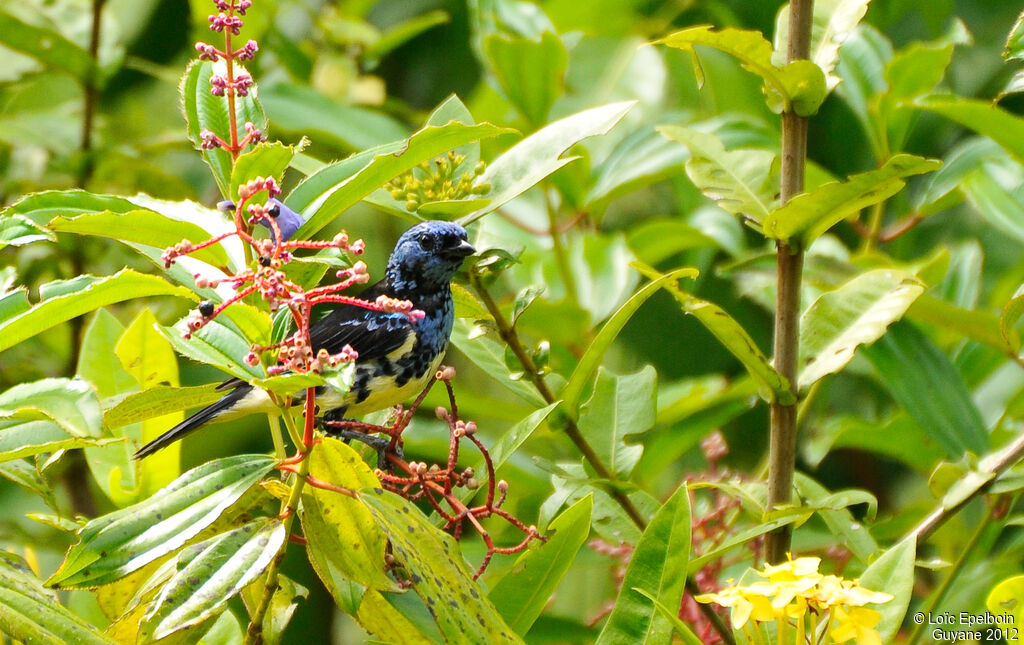 Turquoise Tanager