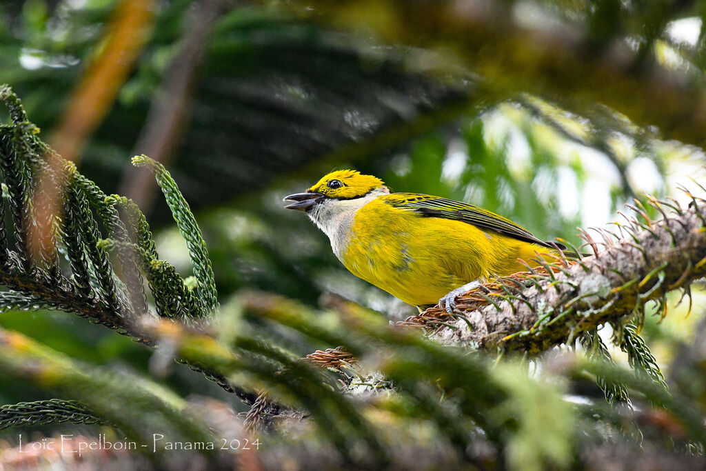 Silver-throated Tanager
