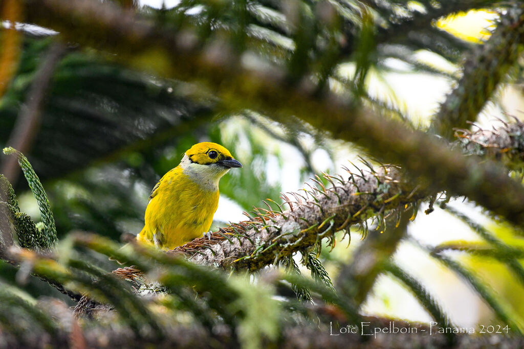 Silver-throated Tanager