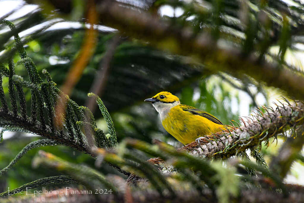 Silver-throated Tanager
