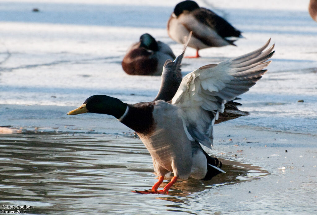 Canard colvert