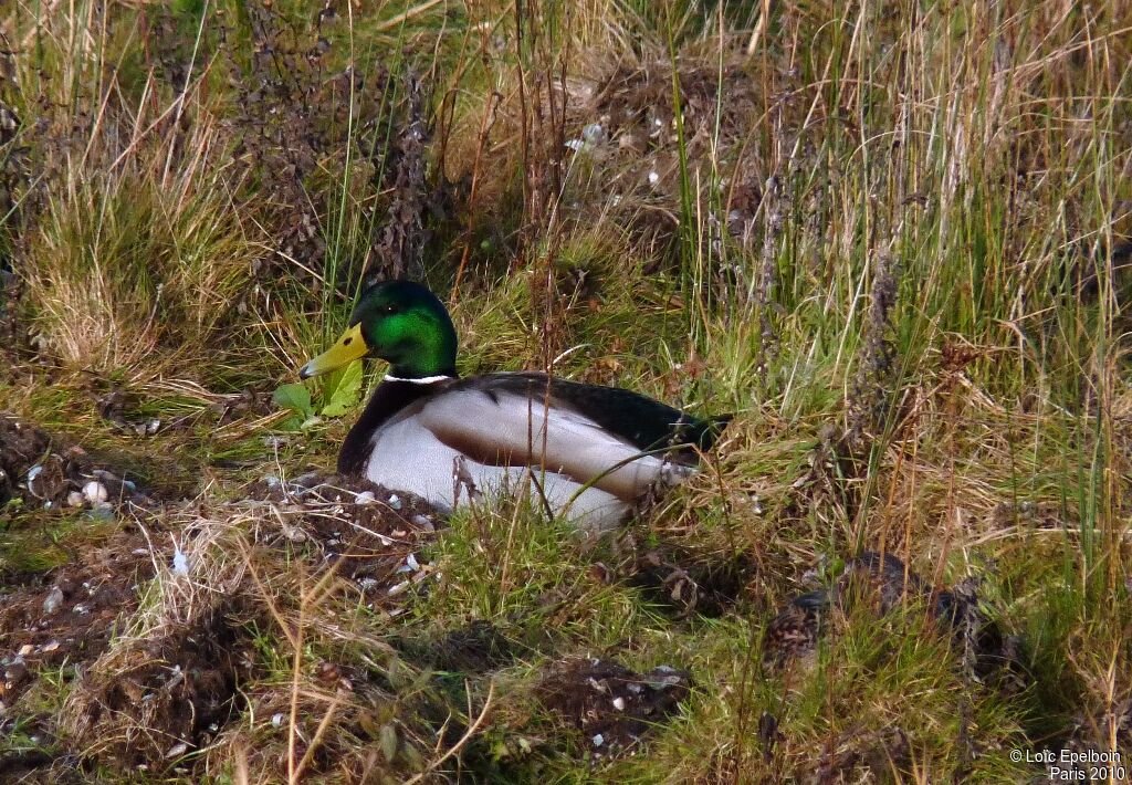 Canard colvert