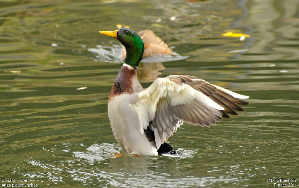 Canard colvert