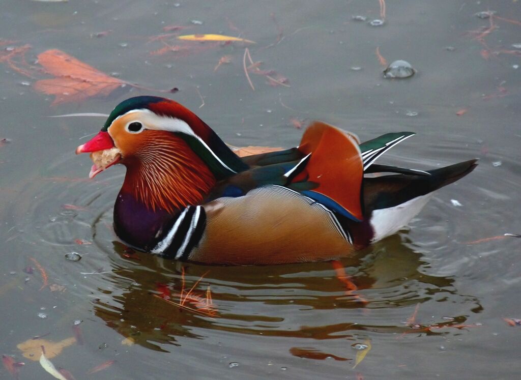 Mandarin Duck