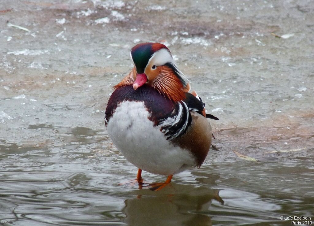 Mandarin Duck