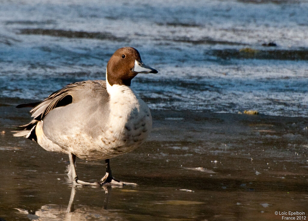 Canard pilet