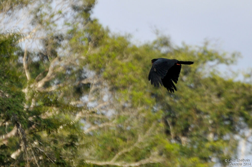 Caracara à gorge rouge