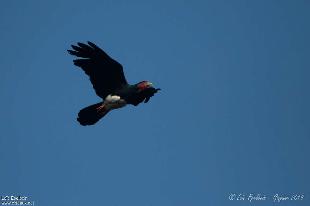 Caracara à gorge rougeadulte, Vol