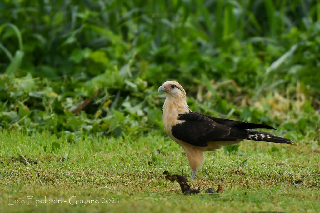 Caracara à tête jaune