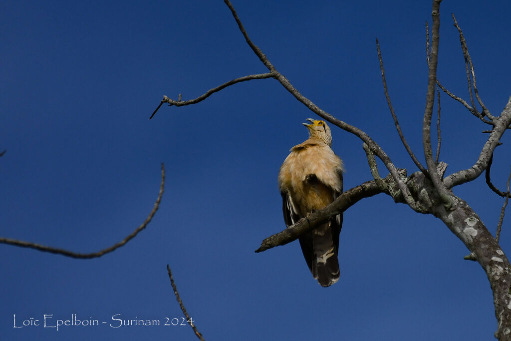 Yellow-headed Caracara