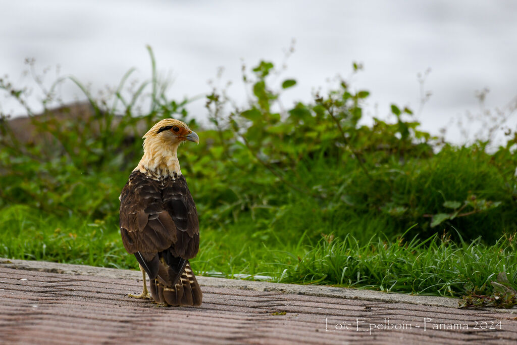 Caracara à tête jaune