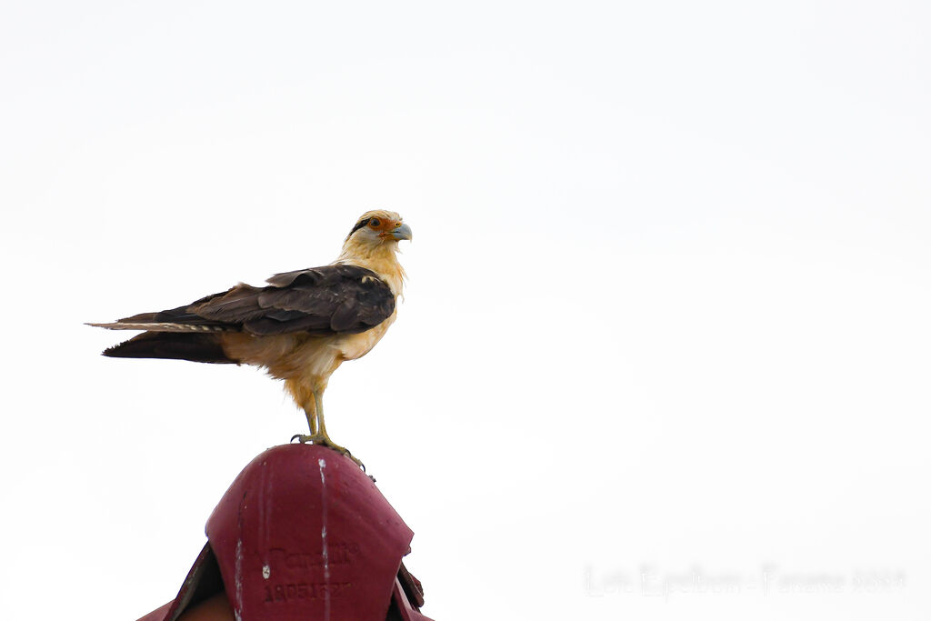 Caracara à tête jaune