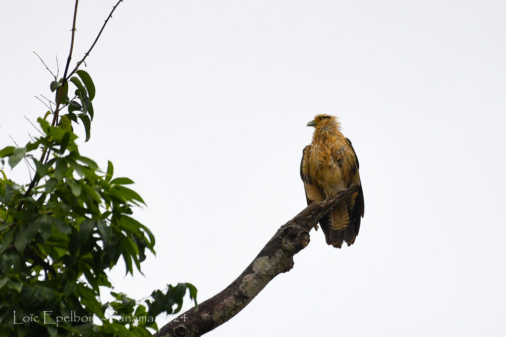 Caracara à tête jaune